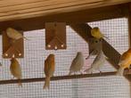 Kanaries, Dieren en Toebehoren, Vogels | Kanaries