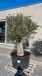 Olijfboom van 60 jaar oud, Tuin en Terras, Planten | Bomen, Ophalen, Olijfboom