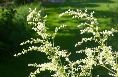 Artemisia lactiflora "Elfenbein" (Alsem), Tuin en Terras, Planten | Tuinplanten, Vaste plant, Overige soorten, Zomer, Ophalen