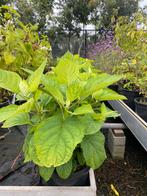 Hydrangea arborescenes 'Annabelle', Hagen en sierheesters., Ophalen, Hortensia, Minder dan 100 cm
