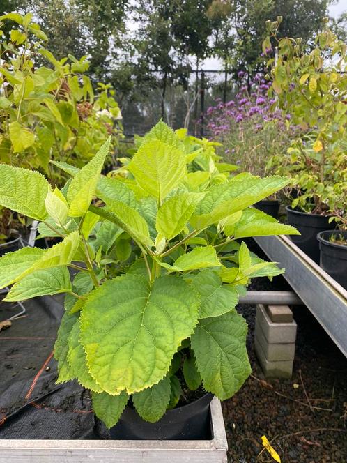 Hydrangea arborescenes 'Annabelle', Hagen en sierheesters., Tuin en Terras, Planten | Struiken en Hagen, Hortensia, Minder dan 100 cm