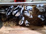 Vlinderkonijnen te koop, Dieren en Toebehoren, Konijnen, Meerdere dieren, Middelgroot, 0 tot 2 jaar
