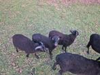 Ouessant ram rammetjes, Mannelijk, Schaap, 0 tot 2 jaar