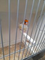 Putter Bonte man 2025, Dieren en Toebehoren