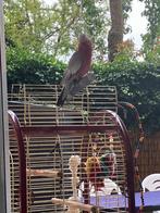 Tamme roze kaketoe met kooi, Geringd