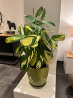 Gezonde plant H80cm in groene keramiek bloempot, Huis en Inrichting, Groene kamerplant, Ophalen