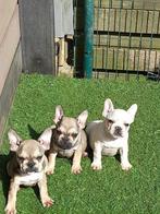 franse bulldog pupjes, CDV (hondenziekte), Meerdere, Bulldog, 8 tot 15 weken