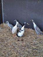 Loopeenden, Dieren en Toebehoren, Pluimvee