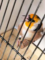 Putter distelvink, Dieren en Toebehoren, Vogels | Overige Vogels
