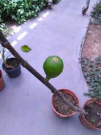 Vijgenboom van 1 meter hoog, Ophalen, 100 tot 250 cm, Volle zon, Vijgenboom
