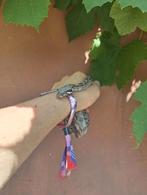 Jonge boa constrictor vrouw nk2025, Dieren en Toebehoren, Slang