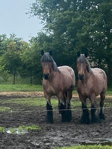 Cheval de trait, Vermifugé