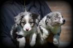 Border Collie pups, Dieren en Toebehoren, Honden | Herdershonden en Veedrijvers, België, Reu, CDV (hondenziekte), 8 tot 15 weken