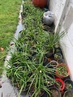 Siergrassen, Tuin en Terras, Planten | Tuinplanten, Ophalen, Siergrassen