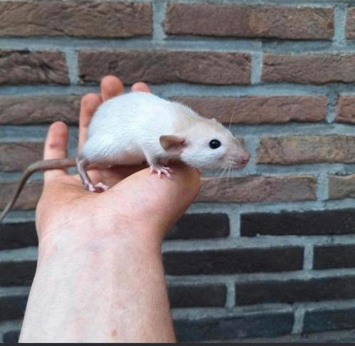 Tamme dumbo ratjes beschikbaar, verschillende kleurtjes, Dieren en Toebehoren, Knaagdieren, Rat, Juni