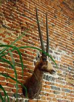 Damalis animal d'Afrique naturalisé empaillé, Enlèvement, Comme neuf, Animal sauvage, Animal empaillé