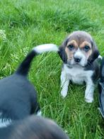 Ondeugende Beagle pups !, Dieren en Toebehoren, Honden | Beagles, Bassets en Lopende honden, Meerdere, 8 tot 15 weken, Meerdere dieren