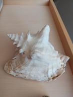 2 schelpen, Ophalen, Schelp(en)