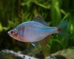 Rhodeus ocellatus, Japanse Bittervoorn, Vis, Zoetwatervis, Schoolvis