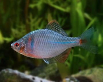 Rhodeus ocellatus, Japanse Bittervoorn beschikbaar voor biedingen
