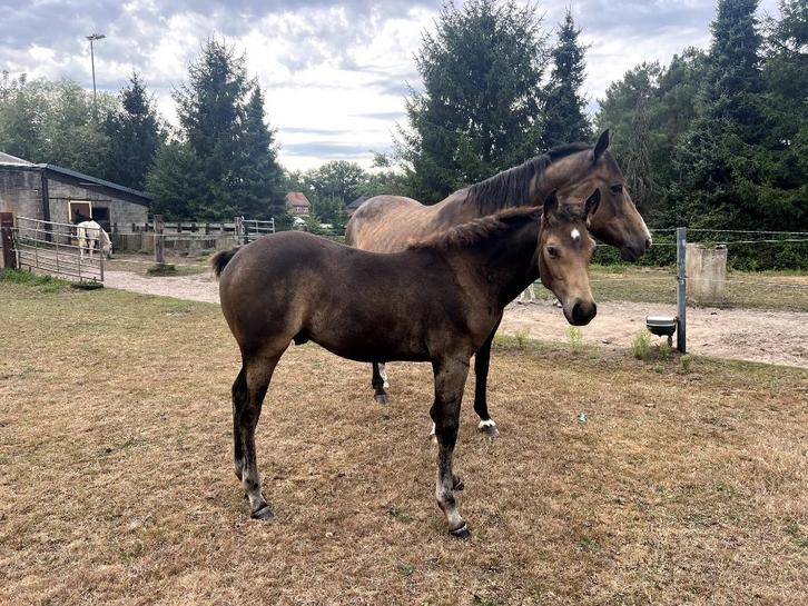Quarter Horse veulens 2025, Dieren en Toebehoren, Paarden, Hengst, Niet van toepassing, Westernpaard