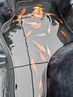 Koi's + goudvissen, Dieren en Toebehoren, Goudvis(sen)