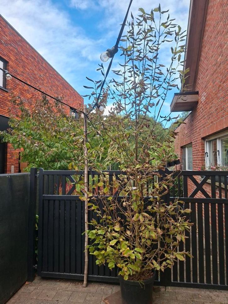 Magnolia's, Tuin en Terras, Planten | Bomen, Halfschaduw, Ophalen