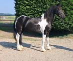 Prachtige D pony ruin betuigd & Gereden!!, Dieren en Toebehoren, Gechipt, Ruin, 7 tot 10 jaar, Recreatiepony