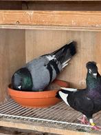 Hoogvliegers  te koop, Animaux & Accessoires, Oiseaux | Pigeons, Plusieurs animaux, Autres espèces
