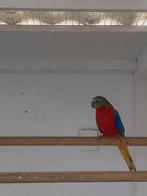 Perruches turquoises, Perruche, Bagué