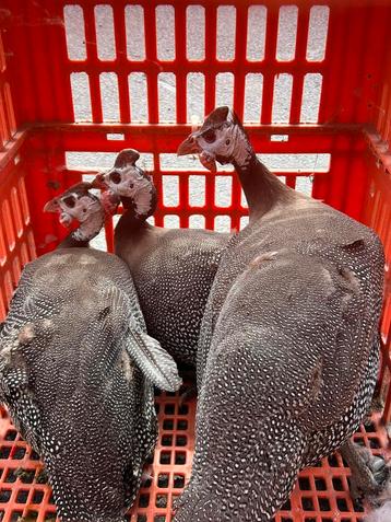 Trio parelhoen 2 hennen 1 haan beschikbaar voor biedingen