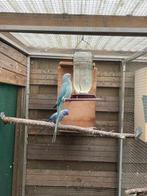 Koppel halsbandparkiet, Dieren en Toebehoren, Vogels | Parkieten en Papegaaien