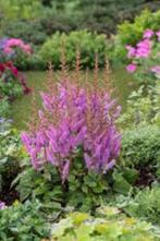 Astilbe, Bodembedekkers, Vaste plant, Ophalen of Verzenden, Halfschaduw