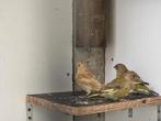 Groenvinken, Dieren en Toebehoren, Vogels | Overige Vogels