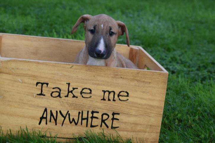 Bull terrier pups, Dieren en Toebehoren, Honden | Jack Russells en Terriërs, Meerdere dieren, Bull Terriër, Fokker | Professioneel