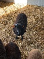 2 ramlammeren te koop, Dieren en Toebehoren, Schapen, Geiten en Varkens