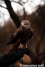 🦅 Stage de fauconnerie – Expérience unique avec rapace 🦅, Animaux & Accessoires, Oiseaux | Accessoires, Enlèvement, Neuf