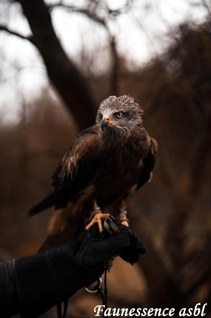 🦅 Stage de fauconnerie – Expérience unique avec rapace 🦅, Dieren en Toebehoren, Vogels | Toebehoren, Nieuw, Ophalen