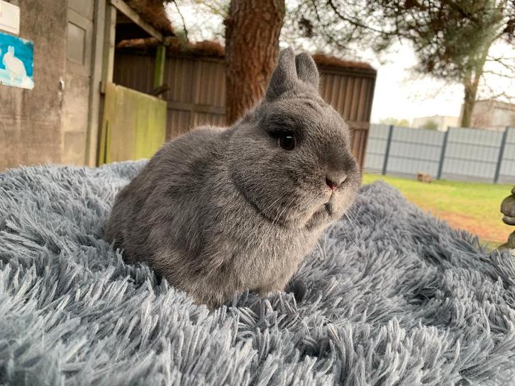 Kleurdwerg blauwe ram, Dieren en Toebehoren, Konijnen, Dwerg, Mannelijk