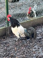 Lakenvelder hanen, Dieren en Toebehoren, Pluimvee, Mannelijk, Kip