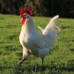 poule de bresse, Dieren en Toebehoren, Pluimvee, Vrouwelijk, Kip