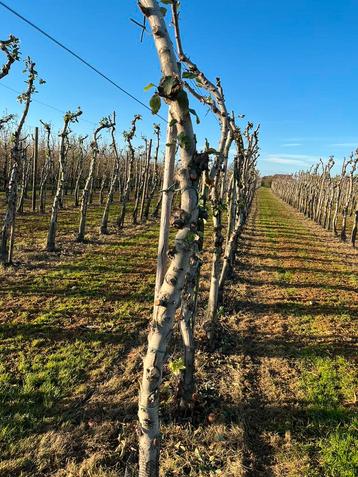 Boomstammen van appel voor brandhout beschikbaar voor biedingen