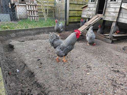 Broedeieren Amrock kippen te koop €1/ stuk., Dieren en Toebehoren, Pluimvee, Kip