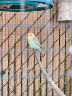 Jonge grasparkieten te koop