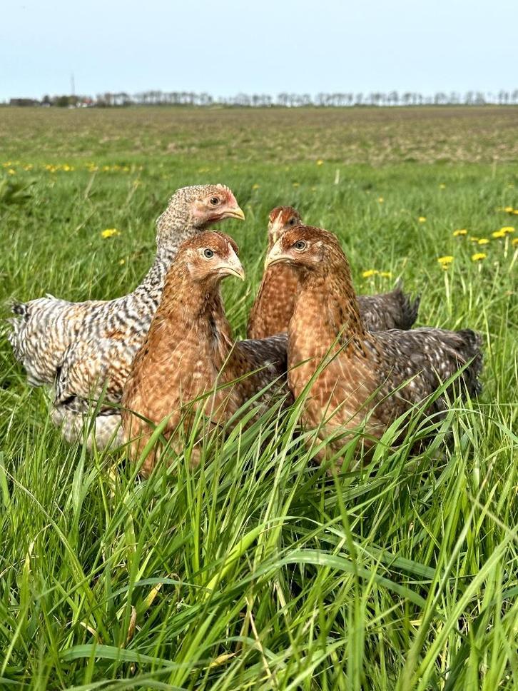 Jonge tamme Bielefelder kippen hennen gesekst en ingeënt, Dieren en Toebehoren, Pluimvee, Kip, Vrouwelijk