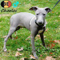 Italiaanse Windhond "Charles & charlotte" te koop, Dieren en Toebehoren, Honden | Chihuahua's en Gezelschapshonden, Meerdere dieren