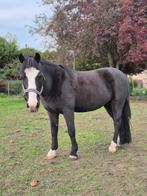 Ponyavontuur, Dieren en Toebehoren, B, Recreatiepony, 11 jaar of ouder