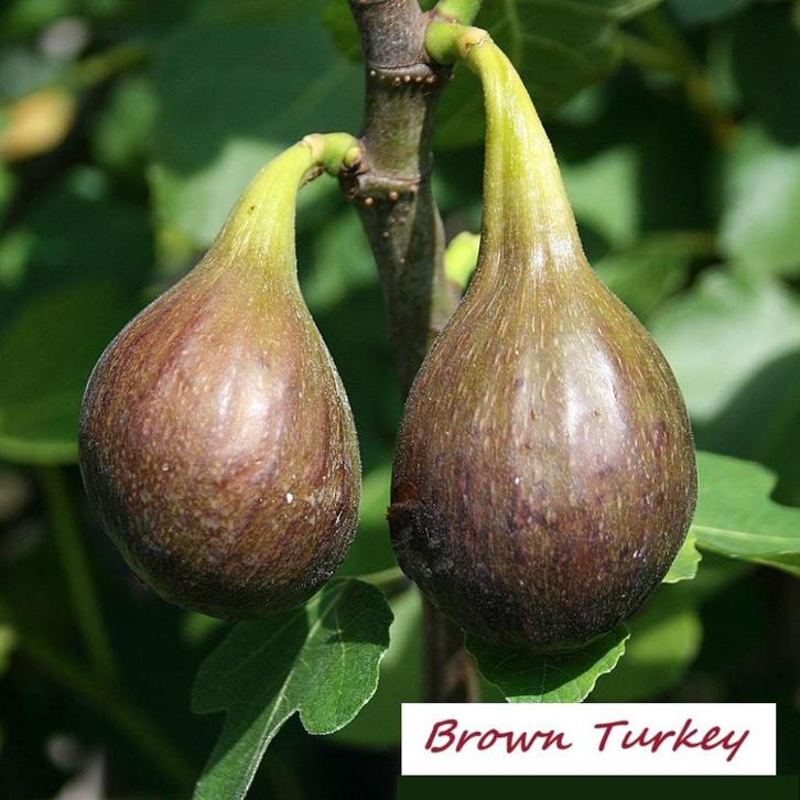 VIJGENPLANTEN BROWN TURKEY, 80/100 cm, 15€/stuk, Tuin en Terras, Planten | Tuinplanten, Vaste plant, Fruitplanten, Volle zon, Lente