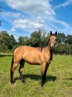 Meerdere Quarter horses, Dieren en Toebehoren, Paarden, Hengst