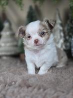 Chihuahua pups langhaar, Dieren en Toebehoren, Honden | Chihuahua's en Gezelschapshonden, België, Fokker | Hobbymatig, CDV (hondenziekte)